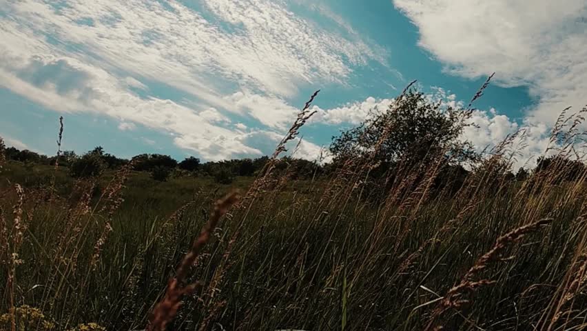 Tall, wild grasses sway gently in a vast meadow under a dynamic sky filled with wispy cirrus and fluffy cumulus clouds, capturing the rugged beauty of an open landscape.