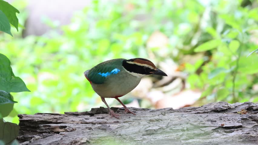 The Fairy Pitta is a rare migratory bird that comes to Thailand to live and forage during the late summer. Thailand
