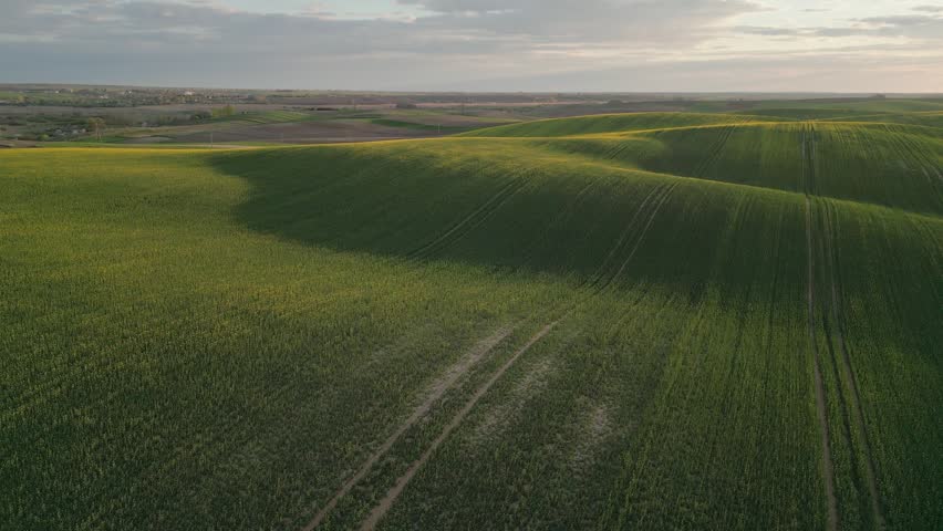 Aerial view of rolling green spring fields with rapeseed at sunset