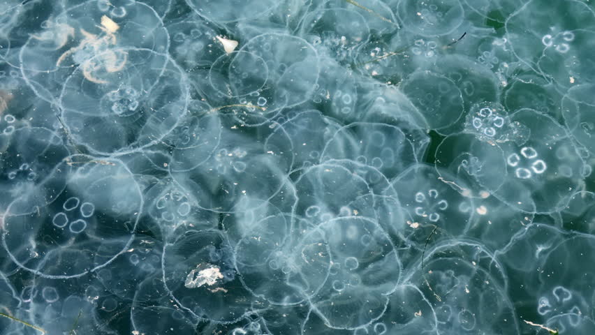 Close-up, drifting of many Moon jellyfish caught in powerful sea current, Top-down view. White translucent mass of jellies float on water surface against vast, shadowy expanse of dark water column
