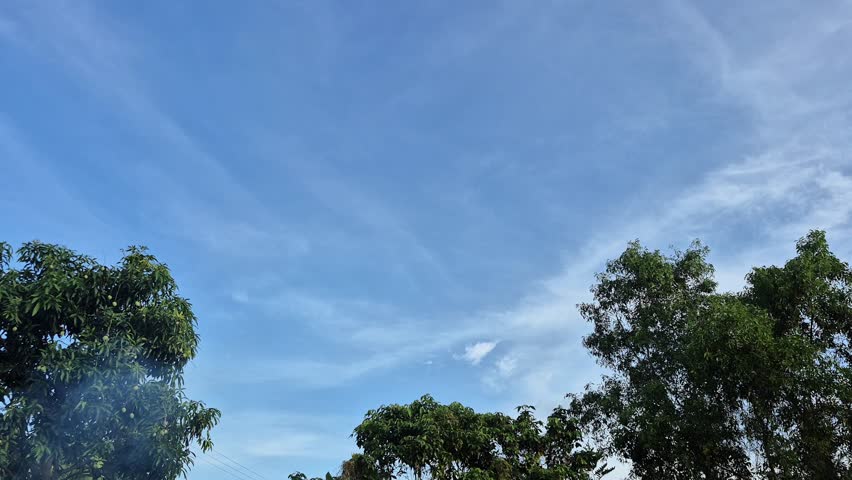 Trees swaying gently in the wind under a clear blue sky, creating a calm and peaceful natural outdoor scene.