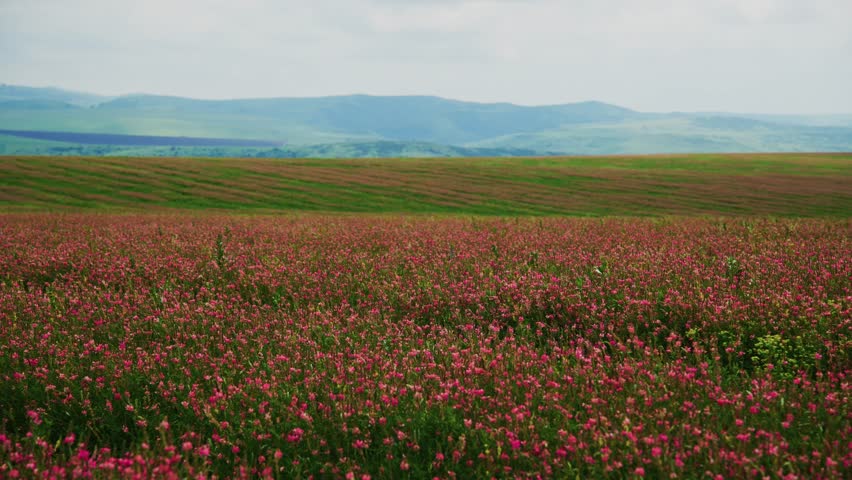 Wide shot of endless pink flowering field under cloudy sky. Rolling green hills stretch into distance. Calm, peaceful rural scenery with no visible people. Ideal for nature, travel