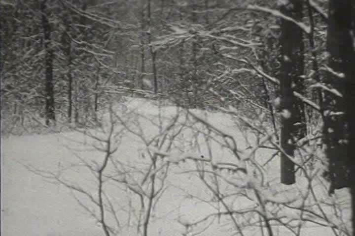1910s - Winter forest scenes and waterfall at Belle Isle, Detroit, Michigan in 1919
