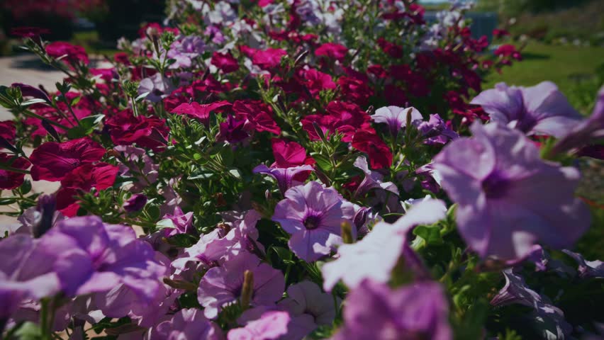 Vibrant petunias bloom in rich reds and purples. Flowers sway gently in sunlight. Green stems and leaves add natural contrast. Background shows soft-focus garden landscape. Footage ideal for spring