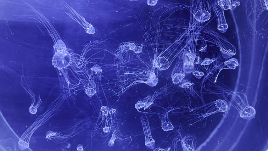 Many small transparent jellyfish swim in the aquarium of the medusarium in Prague. A flock of jellyfish, a neon glow. Underwater world
