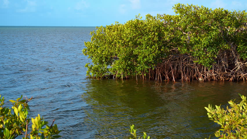 Mangrove shoreline in Key West coastal waters. Dense mangrove roots extend into calm coastal water under blue sky in Key West Florida.
