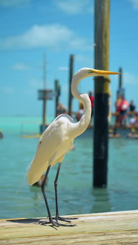 Great egret standing near marina with pelicans. White egret standing on dock with blurred pelicans and tourists in turquoise water background.