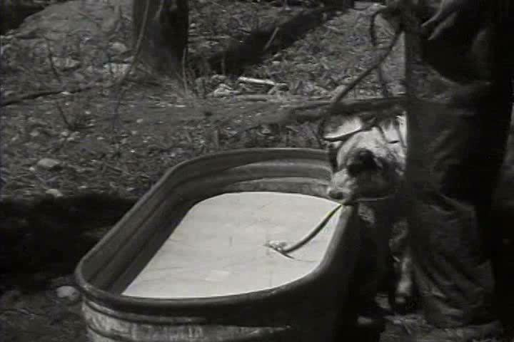 1910s, 1920s - A dog gets a bath.