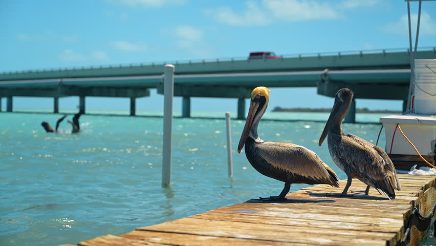 Pelicans standing on dock near bridge in Key West. Two pelicans standing on wooden dock near turquoise water and bridge in Key West, Florida, daylight.