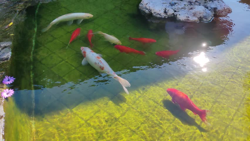 Fish of various colors swim in a fountain.