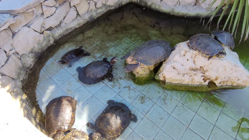 Some red-eared sliders, Trachemys scripta elegans, on the edge of a fountain wall, out of the water.