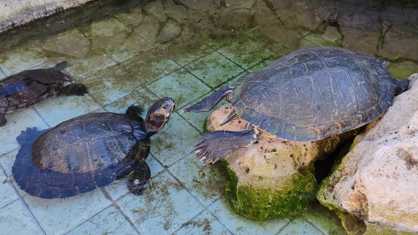 Some red-eared sliders, Trachemys scripta elegans, on the edge of a fountain wall, out of the water.