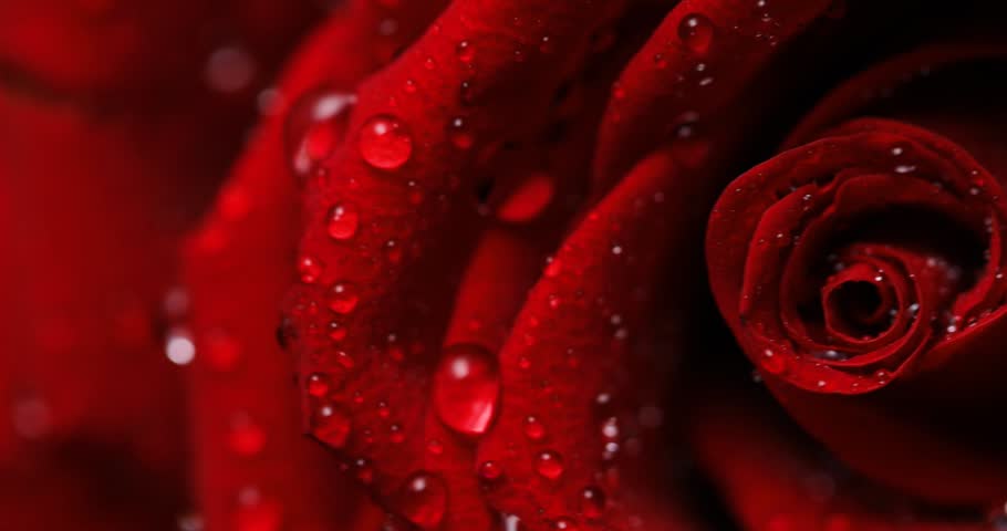 Amazing macro close up footage of dark red rose with water drops.