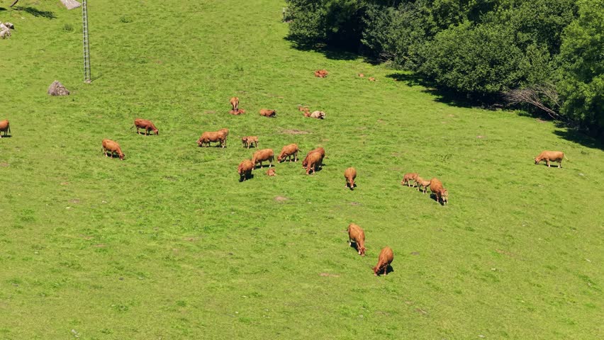 Aerial view of a herd of brown cows grazing peacefully on a lush green meadow. The cattle are freely roaming and eating fresh grass
