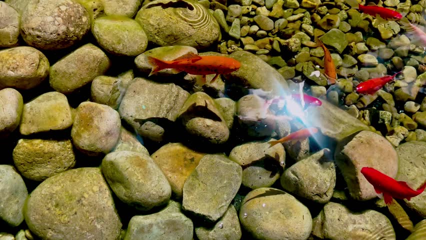 Multicolored koi fish swimming gracefully in a tranquil pond with a pebble bottom and sun glare