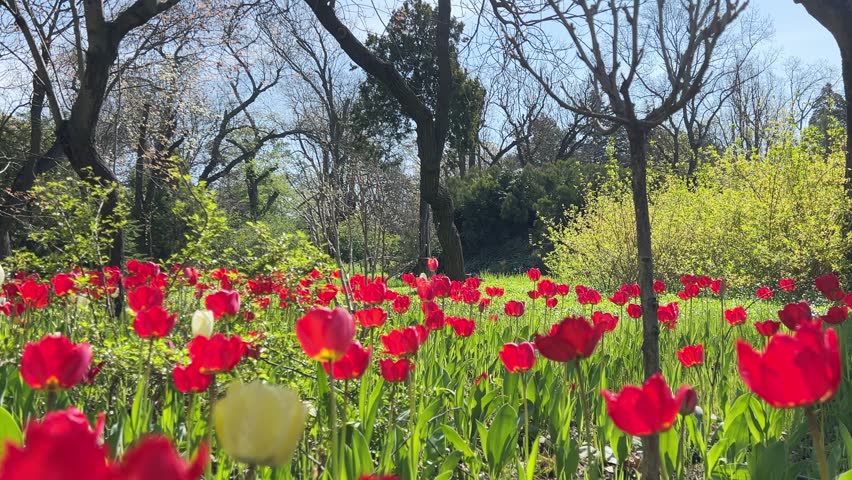 A tulip field in a spring park