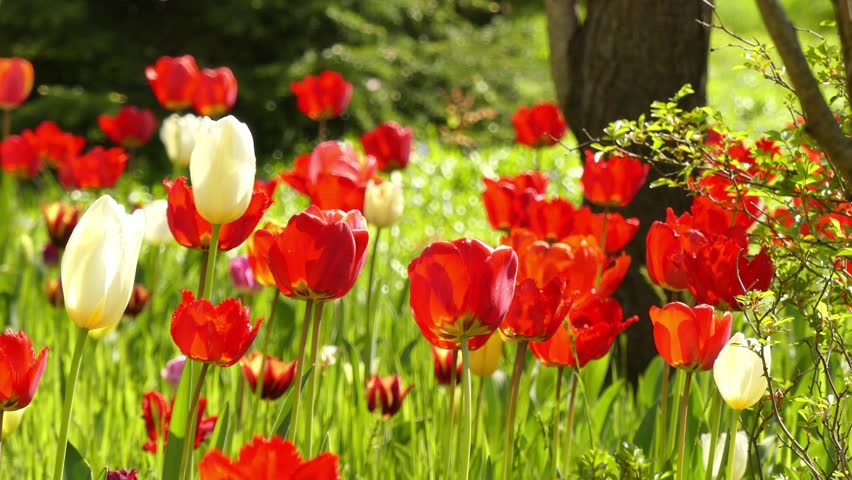 A tulip field in a spring park