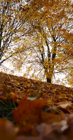 maple growing on the hill from which leaves fall to the ground, maple-covered hill in the autumn season, cloudy weather with gray sky