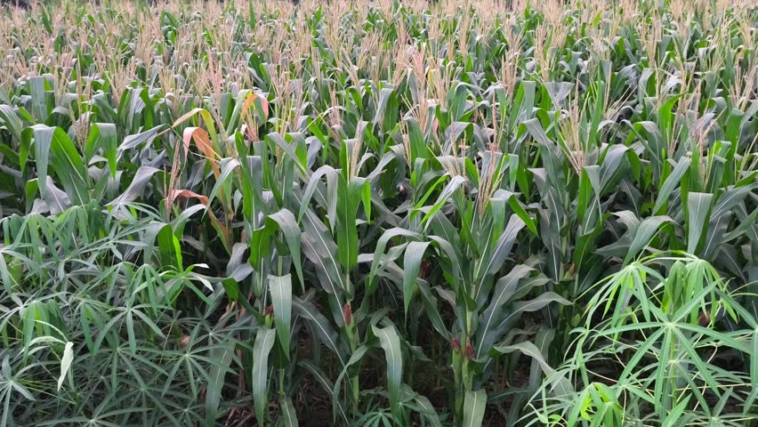 Lush green cornfield with tall maize plants and flowering tassels growing densely in rural landscape
