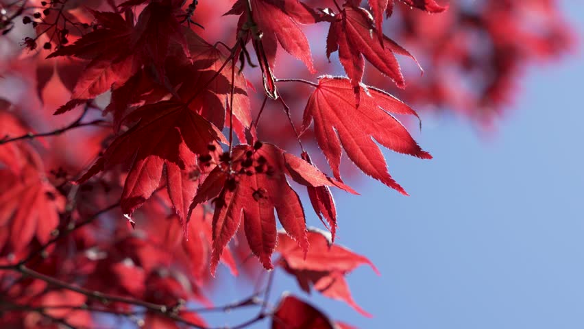 Red Japanese maple leaves glow in sunlight against blue sky. The close foliage view creates elegant autumn style footage.