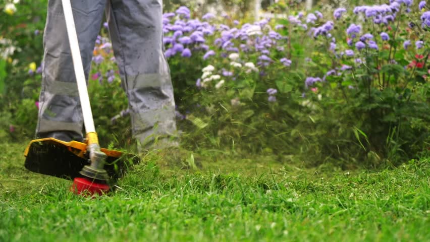 Gardener trims grass with a weed whacker. Purple flowers bloom behind the green lawn. Dust rises from freshly cut grass. Person wears sturdy boots and work pants