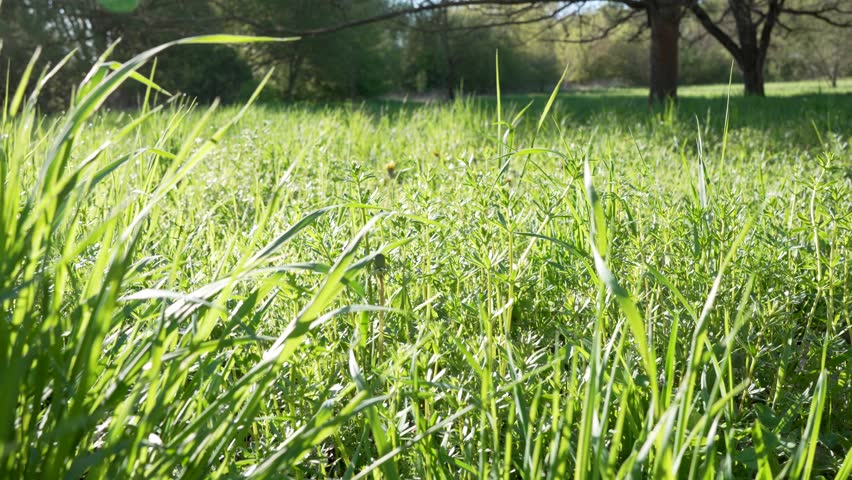 Sunny meadow filled with fresh green grass and small plants under trees in springtime. Natural outdoor field with vibrant growth, calm atmosphere, and bright daylight scenery.