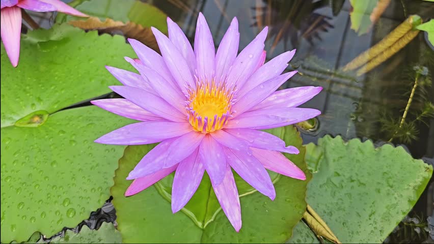 Purple water lily flower blooming on pond surface with green leaves and water droplets close up, lotus blossom with yellow center floating on water in natural environment