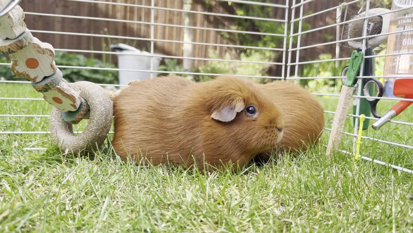 A close up shot of two brown Guinea Pigs in a cage outdoors on green grass.