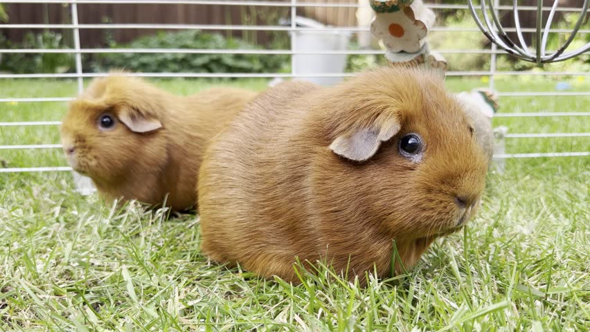 A close up shot of two brown Guinea Pigs in a cage outdoors on green grass.