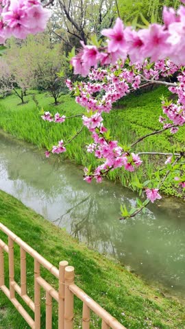 Gentle breeze moves pink peach blossoms hanging over a tranquil green canal in a Chinese garden park during spring, with lush grass banks, weeping willows, and a decorative bamboo-style railing in