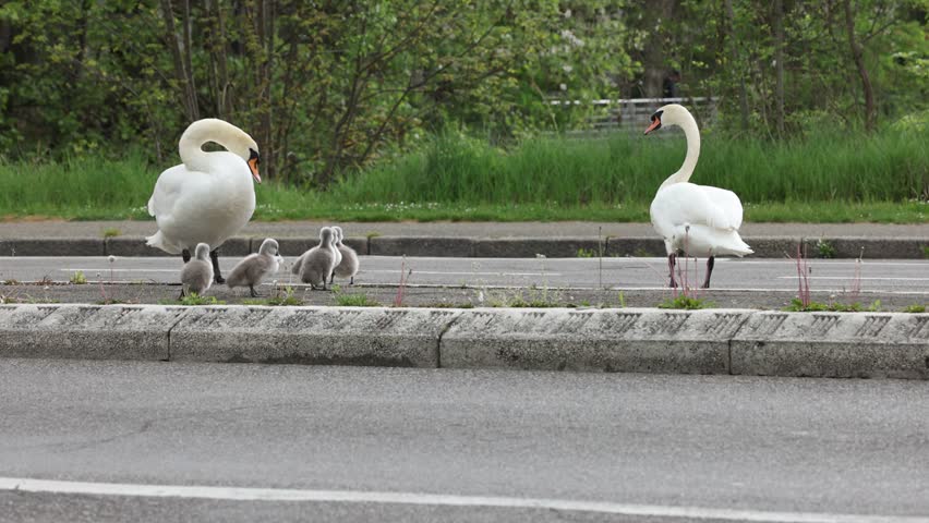 View of two adult white swans and their grey cygnets standing on an asphalt road next to a concrete curb and green bushes in Mulhouse, Grand Est, France.