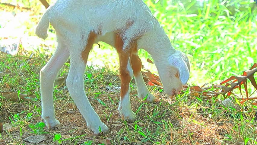 Young Goat Eating Grass Farm Animal Close Up