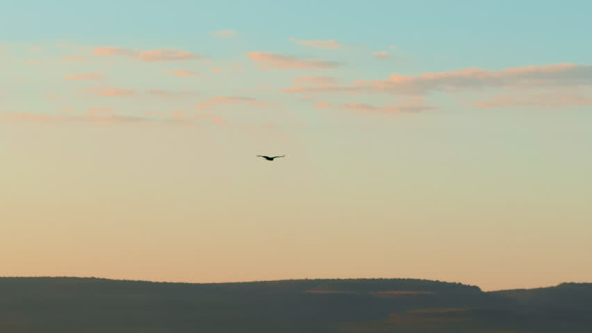 Silhouette of bird flying across gradient sunset sky with soft pink clouds above dark mountain ridges. Warm golden hour light creates peaceful desert landscape atmosphere with layered terrain.