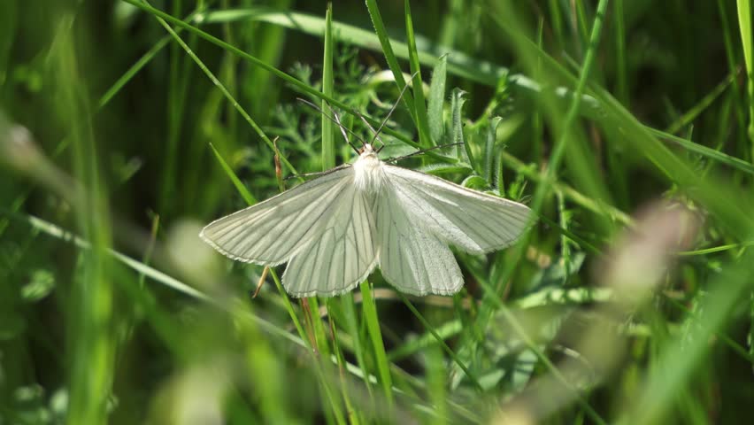 Closeup of Black-Veined Moth Resting on Grass in Green Alpine Meadow
