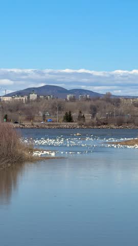 Snow geese on the beach. Snow geese on the St. Lawrence River, Quebec, Canada.