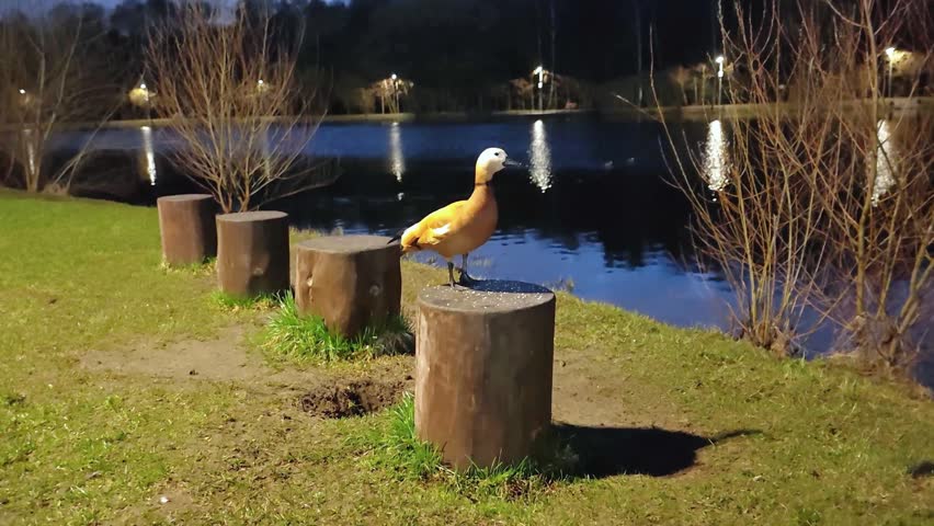 Two orange ducks are seen by a pond, one standing on a wooden stump while the other approaches, with trees and water reflections in the background