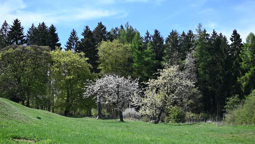 Springtime Landscape with Trees. Natural light
