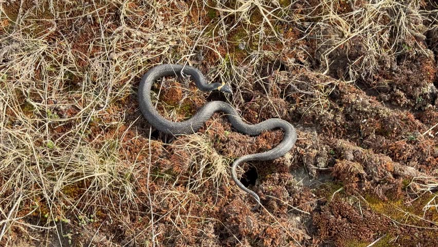 Grass snake resting on dry grassy ground, camouflage in natural habitat, wild reptile in spring