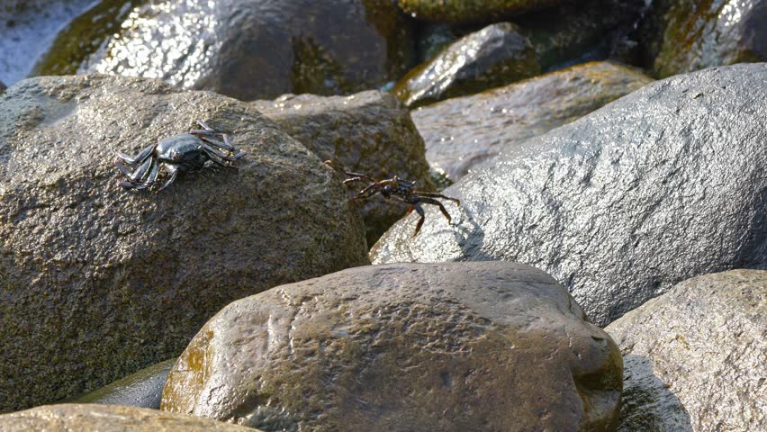 Small coastal crab on wet rocks at ocean shore, marine wildlife in natural rocky habitat with sunlight and sea reflections.