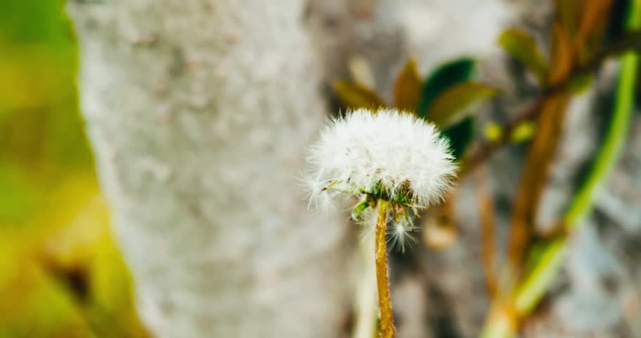 Extreme macro of a delicate dandelion seed head (blowball) captured at a very close angle, revealing intricate white filaments and airy parachute-like structures. The soft, ethereal texture contrasts beautifully with a blurred natural background, evoking feelings of lightness, wishes, and fleeting moments. Ideal for themes of freedom, serenity, and nature’s fragile beauty.