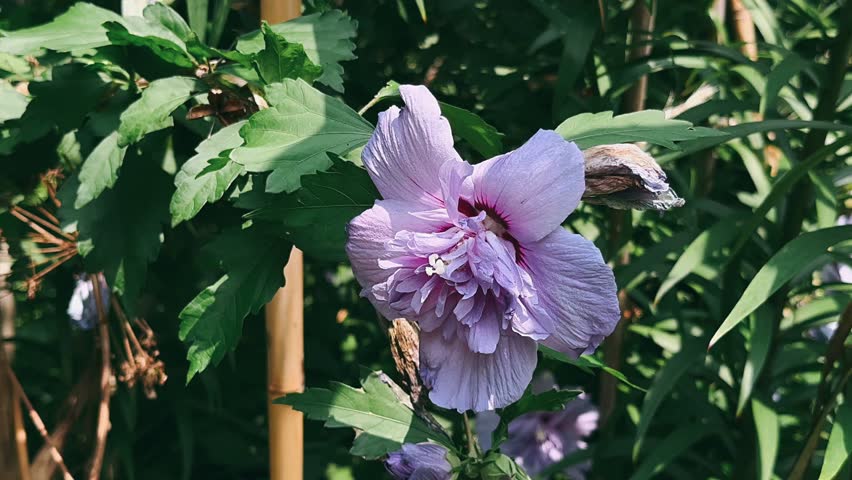a lavender double rose of sharon hibiscus blooms among rich green leaves with soft layered petals, a deep red center, nearby buds, and natural garden foliage surrounding the flower.