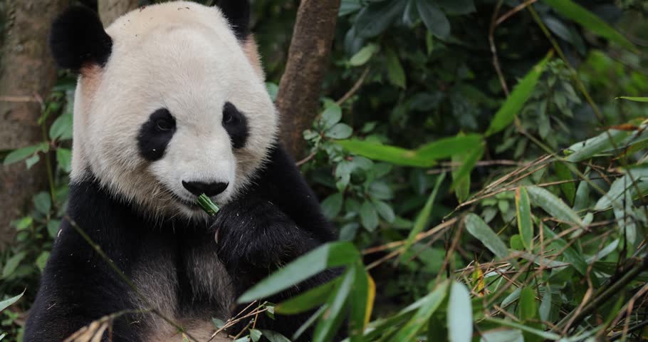 Giant panda eating bamboo leaves in the zoo 
