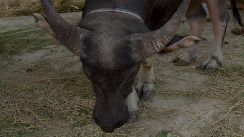 Close up of water buffalo grazing on dry grass outdoors.