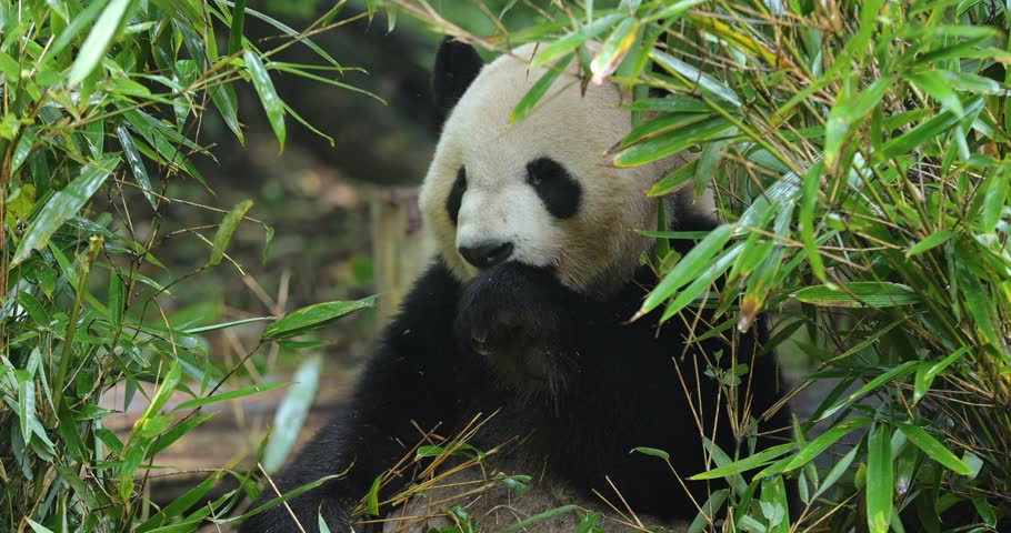 Giant panda eating bamboo leaves in the zoo 