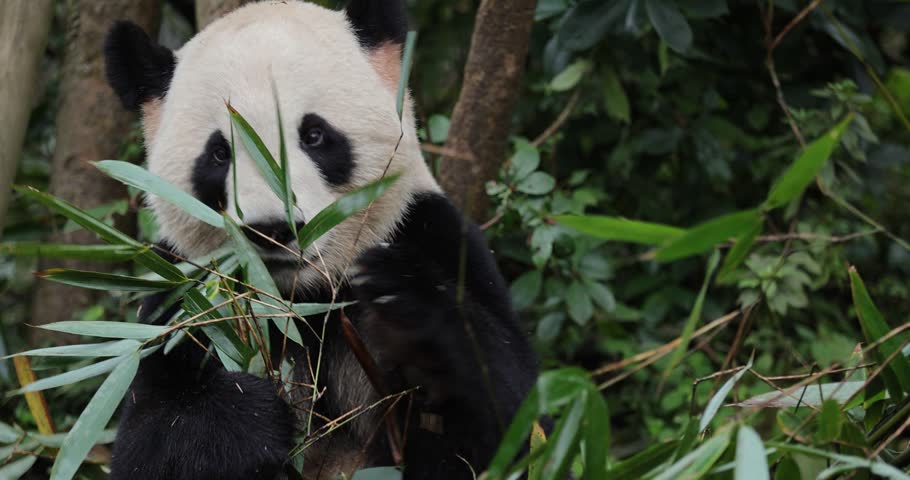 Giant panda eating bamboo leaves in the zoo 