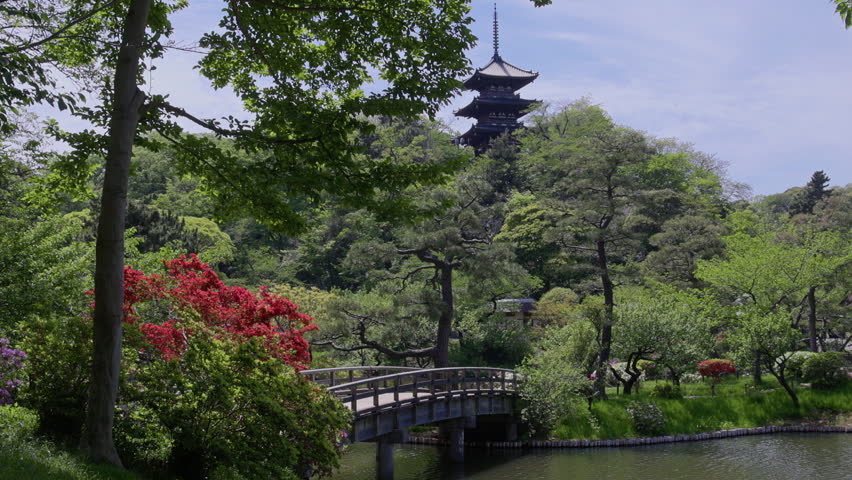 Handheld shot of peaceful Japanese garden scene with bridge and pond in spring