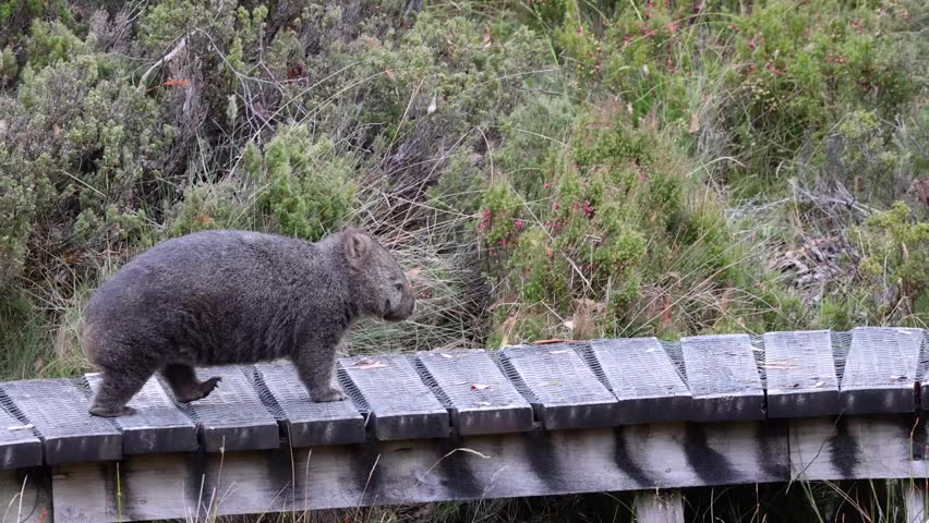 Wild wombat walks slowly across a rustic wooden boardwalk in Tasmania’s lush outdoors. Captured in smooth slow motion, the gentle lighting highlights the animal and textured bushland.
