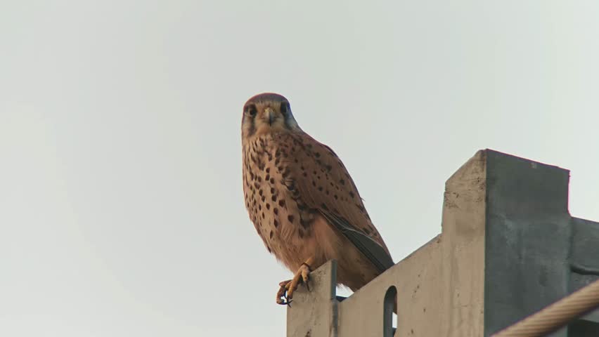 Low angle shot of a wild kestrel falcon with spotted plumage perched on an urban concrete structure, looking directly at the camera against a clear bright sky.