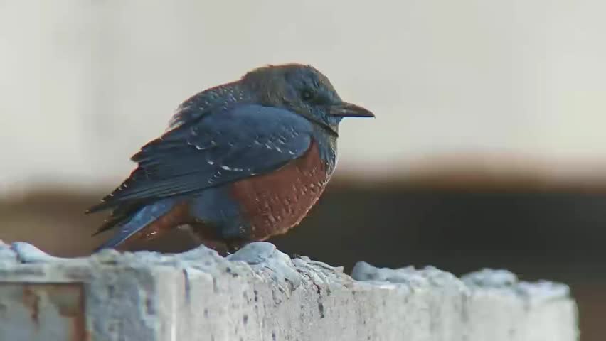 Close up of a wild male blue rock thrush bird with striking blue and chestnut plumage perched on an urban concrete ledge against a soft blurred background.