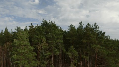 Drone Rising above Forest Flying Forward